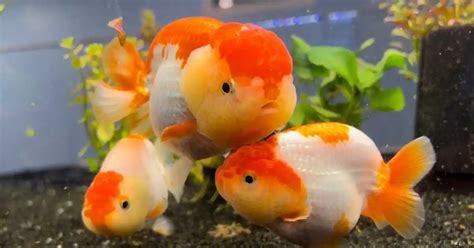 ranchu fish|The Complete Guide to Keeping Ranchu Goldfish .
